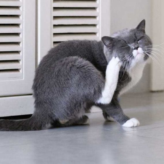 antipulgas-para-gatos