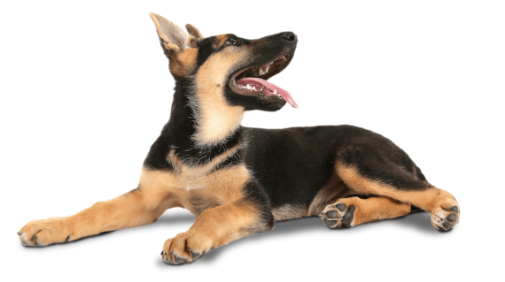 perro feliz