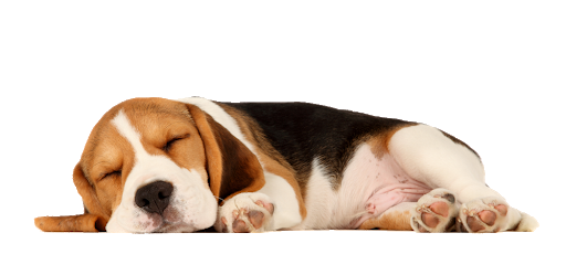 camas para perros