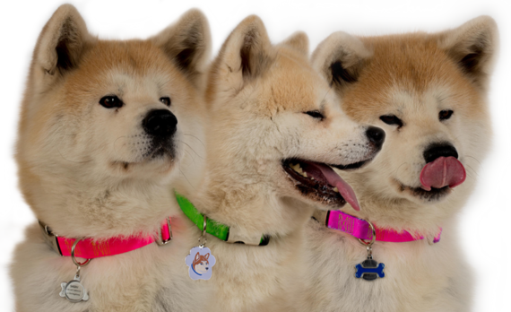 placas-para-perros