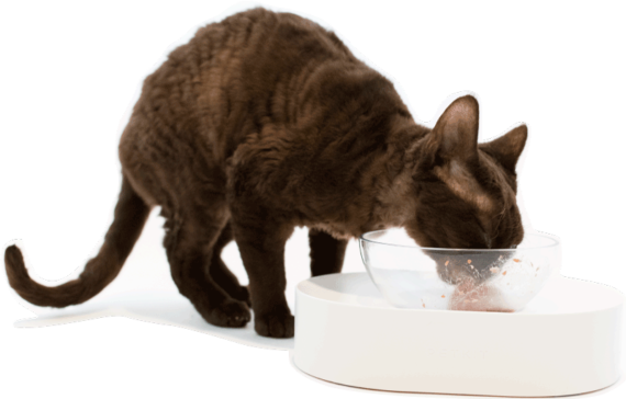 plato especial para gatos
