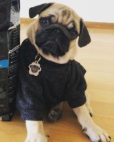 placas para perros pug lima peru