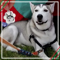 placa de identificacion para perros