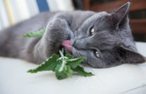 catnip hierba gatera para gatos en lima peru