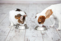 la mejor comida para perros y gatos en lima peru