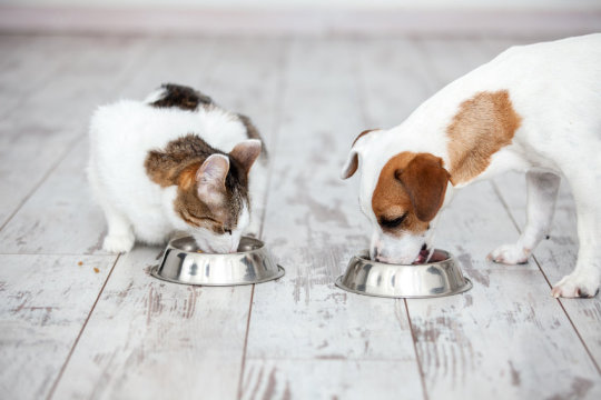 la mejor comida para perros y gatos en lima peru
