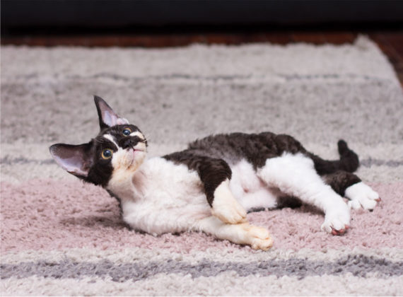 devon rex en lima peru miraflores
