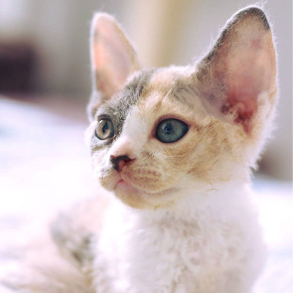 raza de gato devon rex lima peru