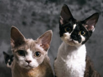 devon rex lima peru