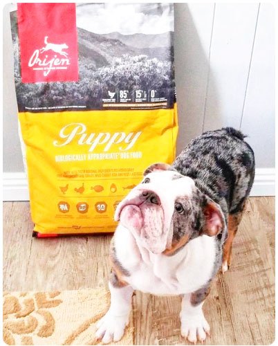 Perro junto a una bolsa de Orijen Puppy en Cat-oh Perú