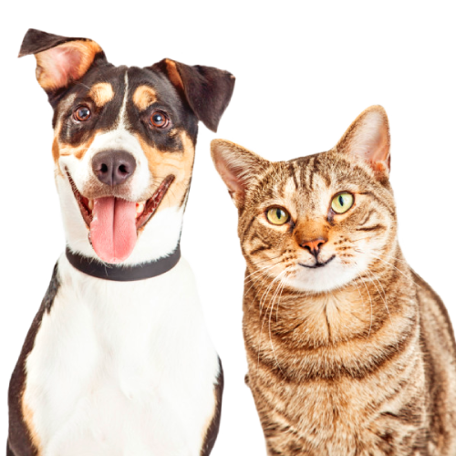 Perro y gato Cat-oh Pet Shop