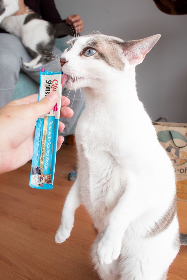 Gato comiendo un tubo de premio Churu en Cat-oh Perú