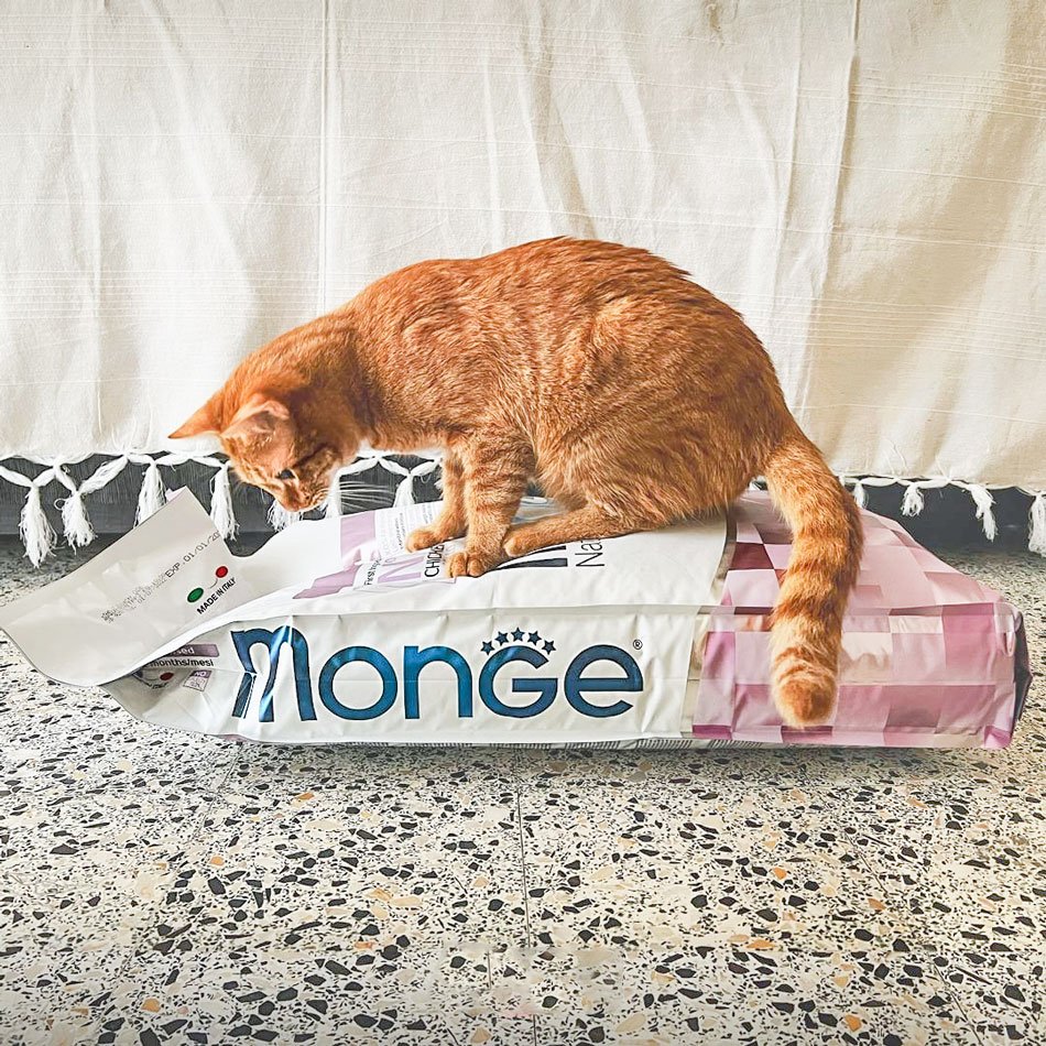 Gato con comida Monge Superpremium