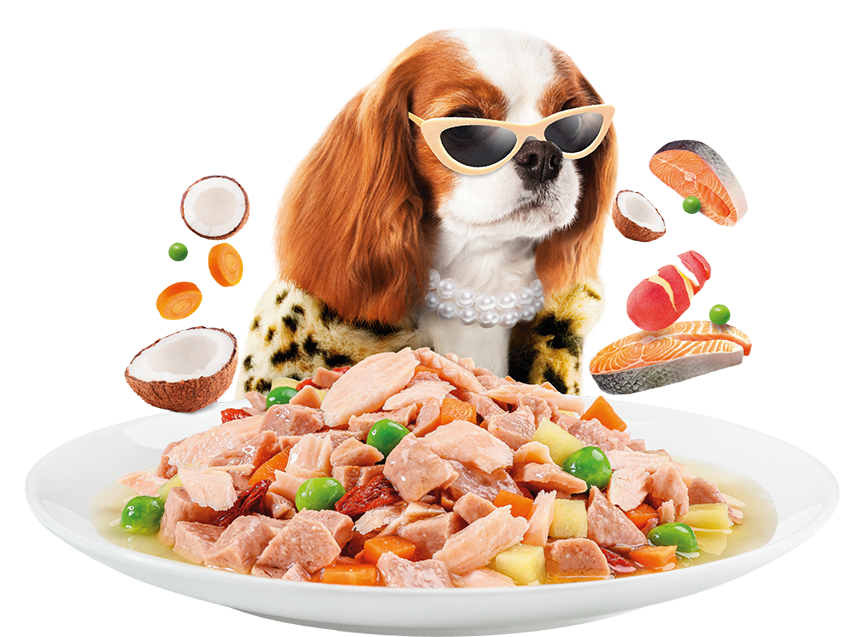Perro con plato de comida Moochie en Cat-oh Perú