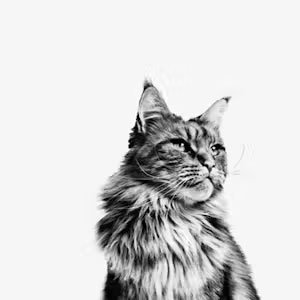 Gato adulto Maine Coon