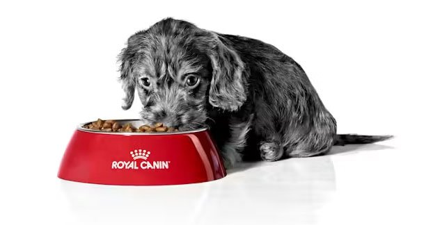 Cachorro recién nacido con leche Royal Canin Babydog Milk